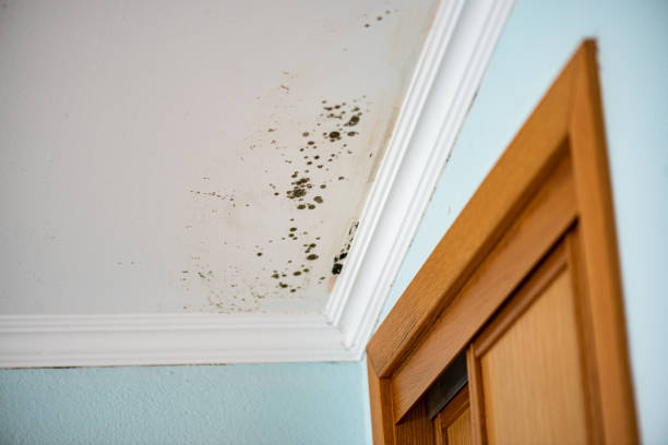 Best Certified Mold Removal  in Linwood, PA