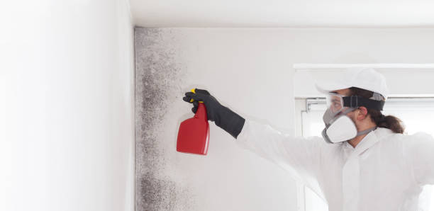 Mold Removal Process in Linwood, PA