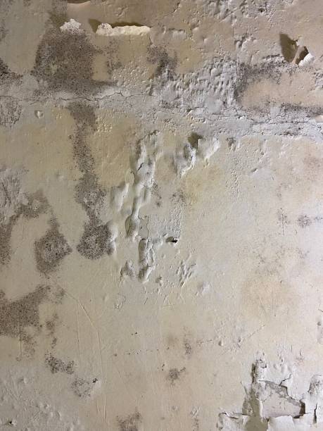 Best Emergency Mold Removal  in Linwood, PA