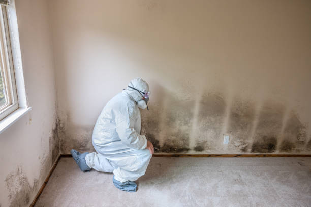 Best Professional Mold Removal  in Linwood, PA