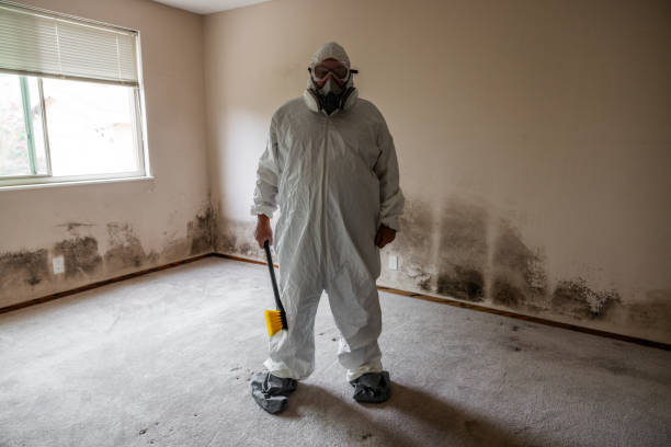 Best Black Mold Removal  in Linwood, PA